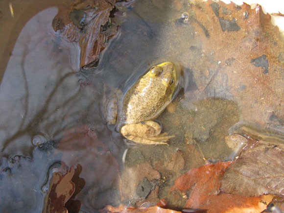 7 - Bullfrogs gather under the banks in a slow area of the creek